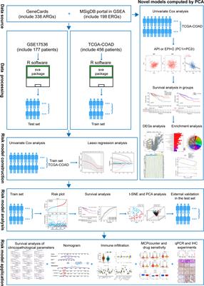 The crosstalk between anoikis and epithelial-mesenchymal transition and their synergistic roles in predicting prognosis in colon adenocarcinoma